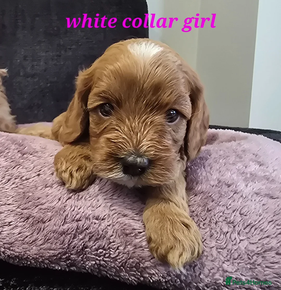 Cavapoo dogs for sale: F1b health tested fox red cavapoo puppies  - Advert 16