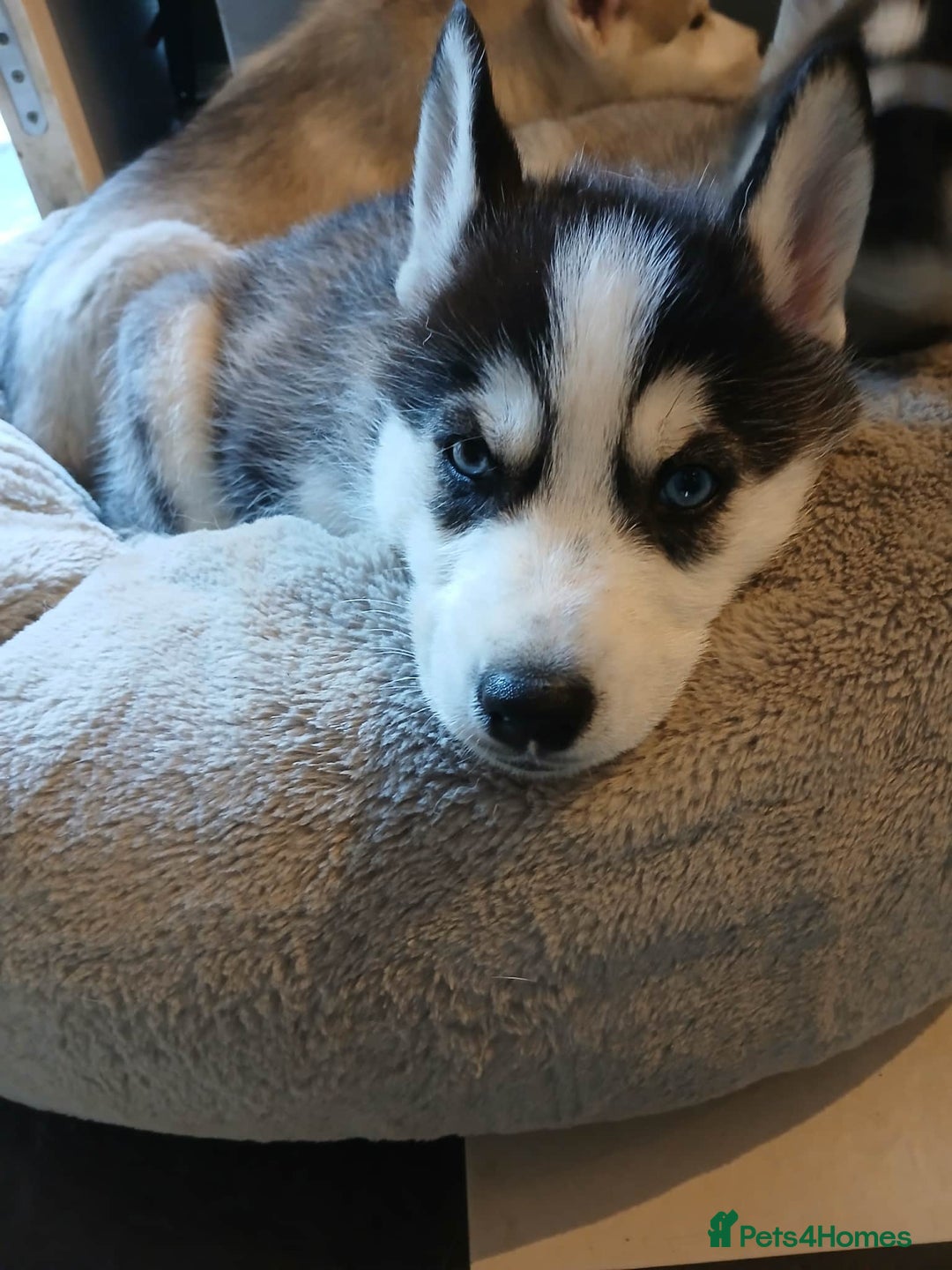 Siberian Husky dogs for sale: 6 loving siberian husky puppies - Advert 4