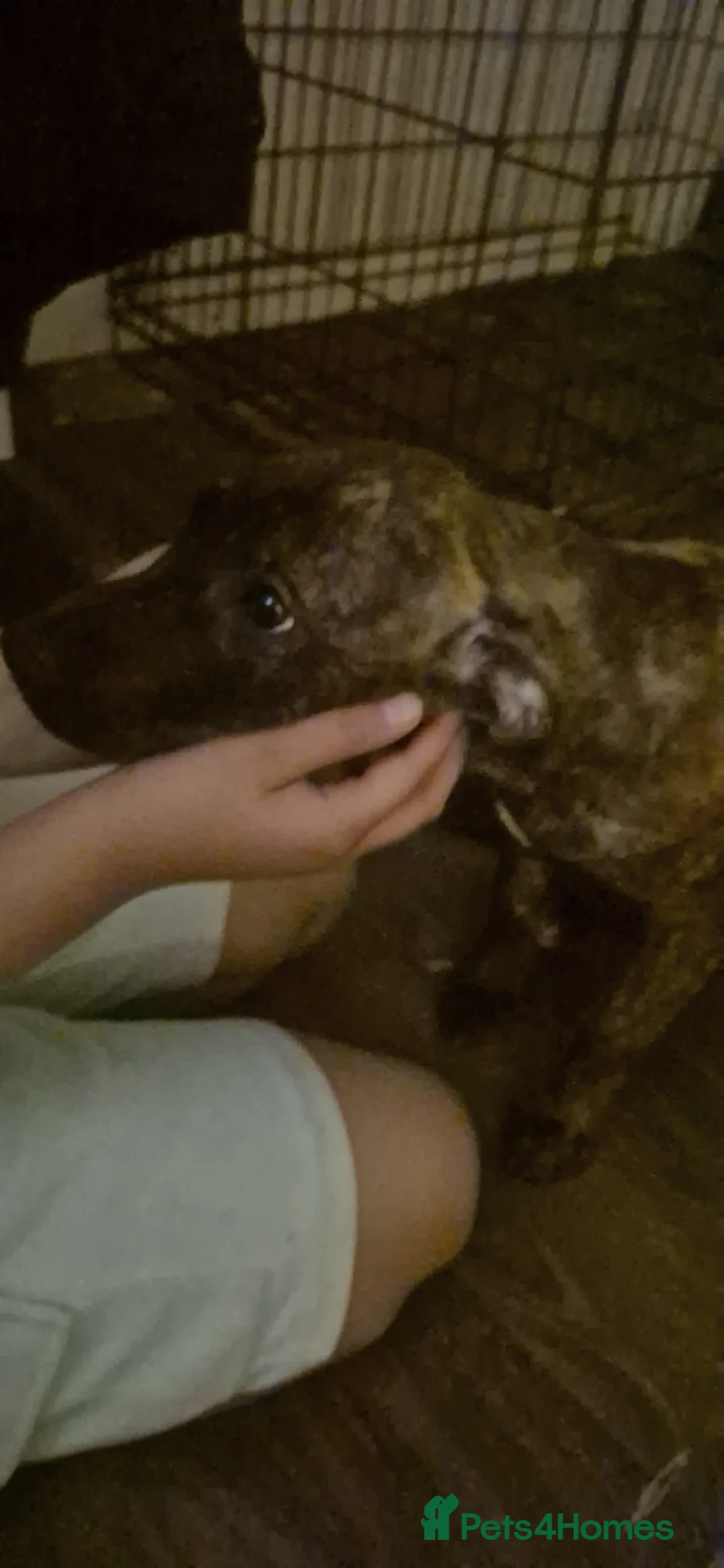 Mixed Breed dogs for sale: Staffy bull Terrier mix  - Advert 3