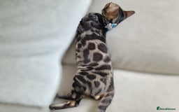 Bengal cats for sale: Male Bengal For Sale - Image 11