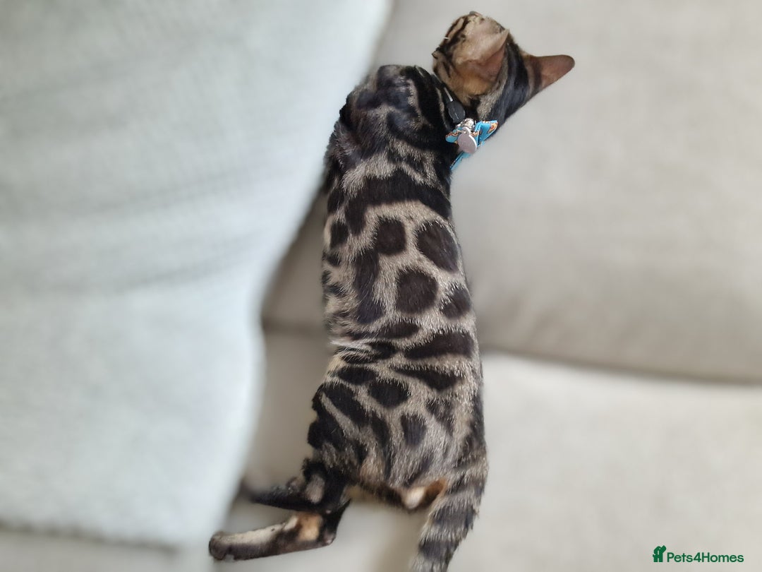 Bengal cats for sale: Male Bengal For Sale - Image 11