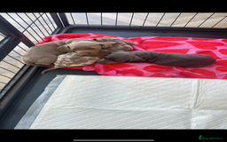 Miniature Dachshund dogs for sale: Stunning kc Miniature dachshund puppies🩷  - Image 10