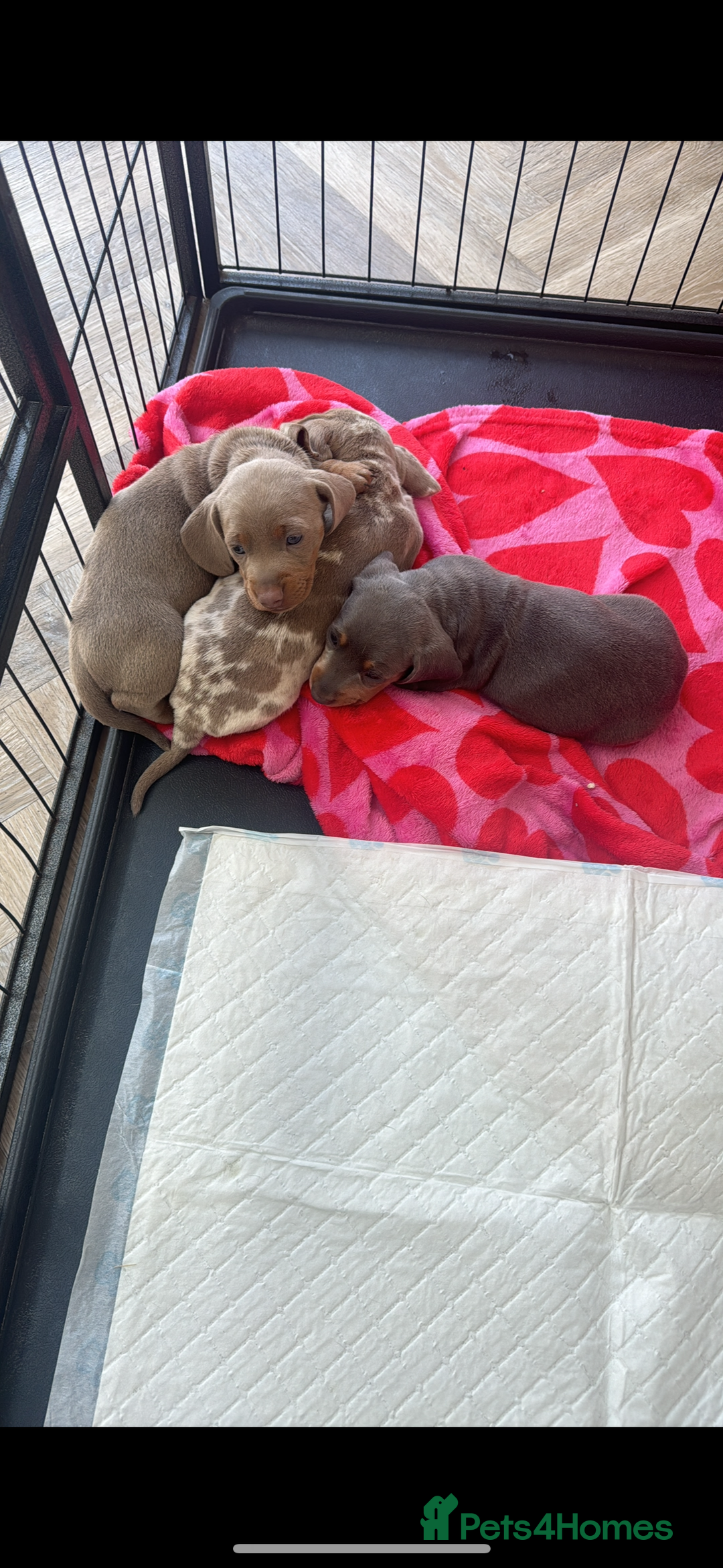 Miniature Dachshund dogs for sale: Stunning kc Miniature dachshund puppies🩷  - Image 10