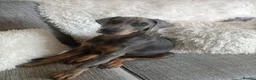 Dobermann dogs for stud: KC reg health tested Stud carries brown and dilute in Stockton-on-Tees - Advert 19