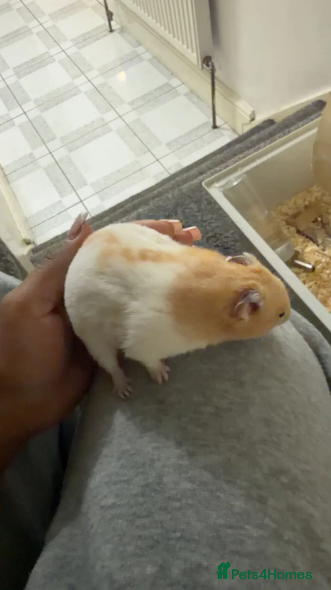 Hamster rodents for sale: Friendly Hamster Herbo looking for a loving home  in Hayes - Advert 2