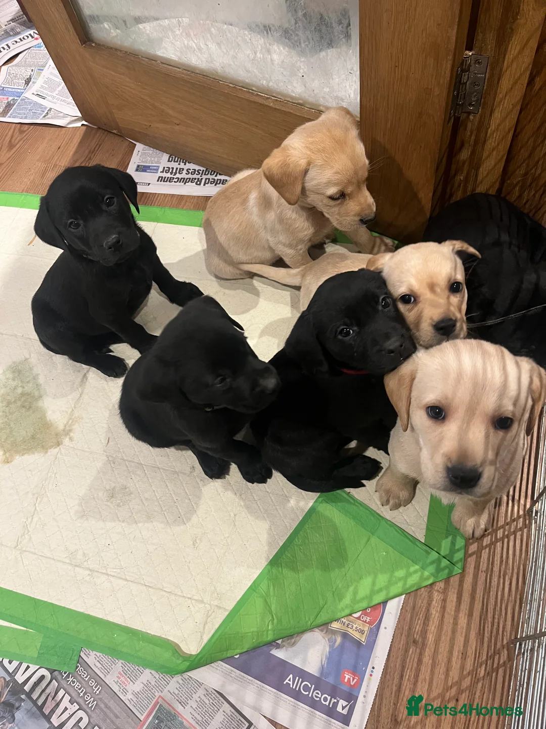 Labrador Retriever dogs for sale: Lovely KC Registered Black Labs for sales in Ledbury - Advert 2