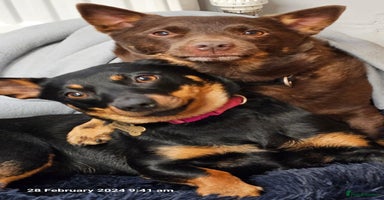 Lancashire Heeler dogs - Advert 2