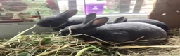 Rex rabbits for sale: Mini Rex in Liverpool - Advert 31