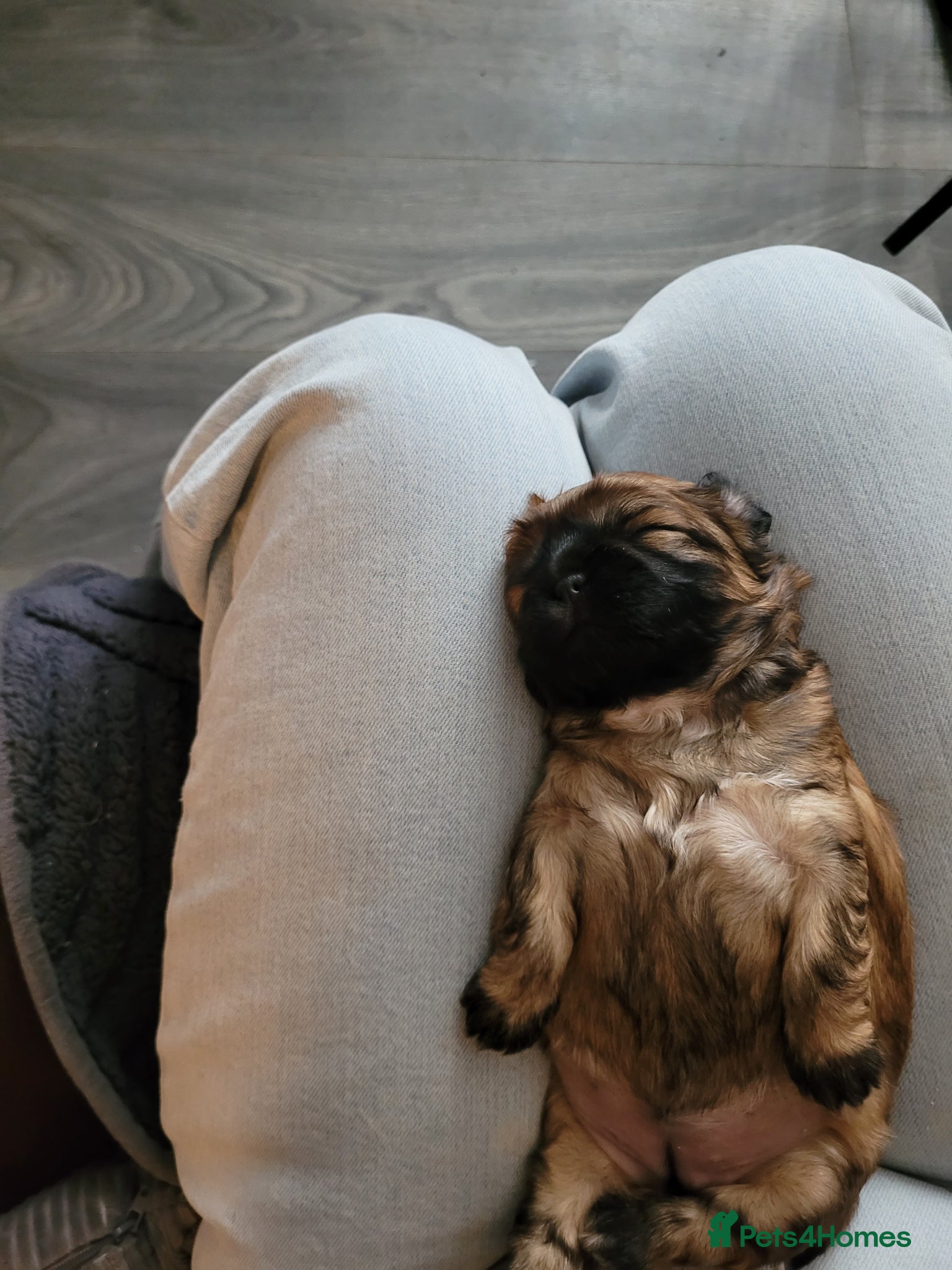 Shih Tzu dogs for sale: 2 beautiful boys ready for New home from Wednesday - Advert 13