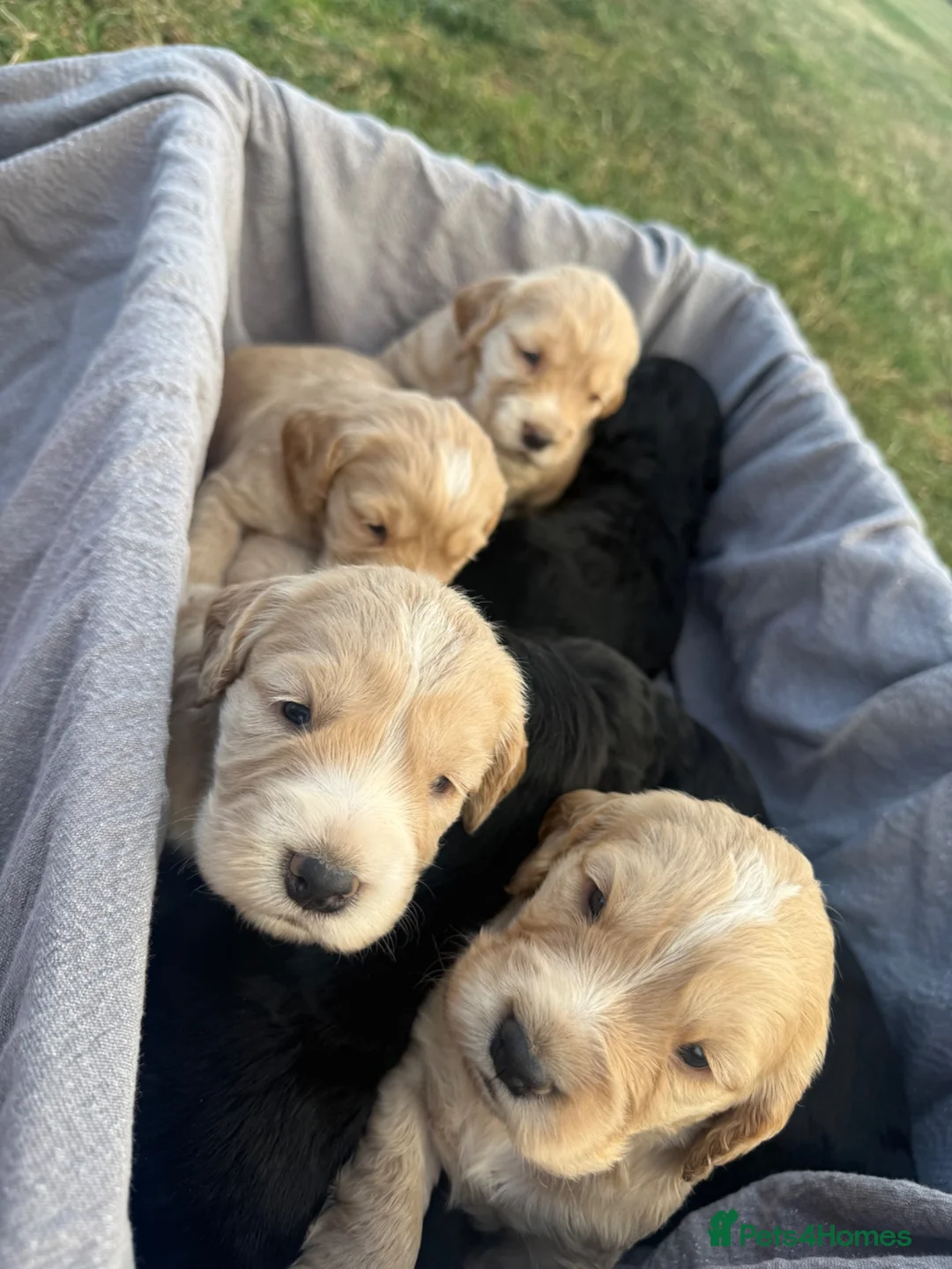 Cocker Spaniel dogs for sale: Cocker spaniel pups  in Castleford - Advert 11