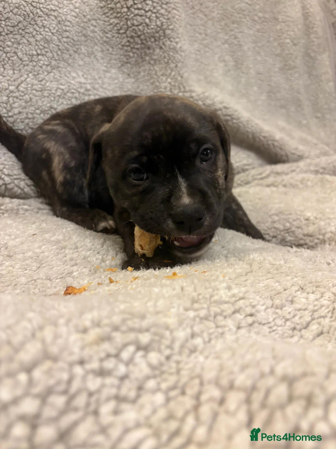 Mixed Breed dogs for sale: Amstaff x Staffy puppies - Advert 5