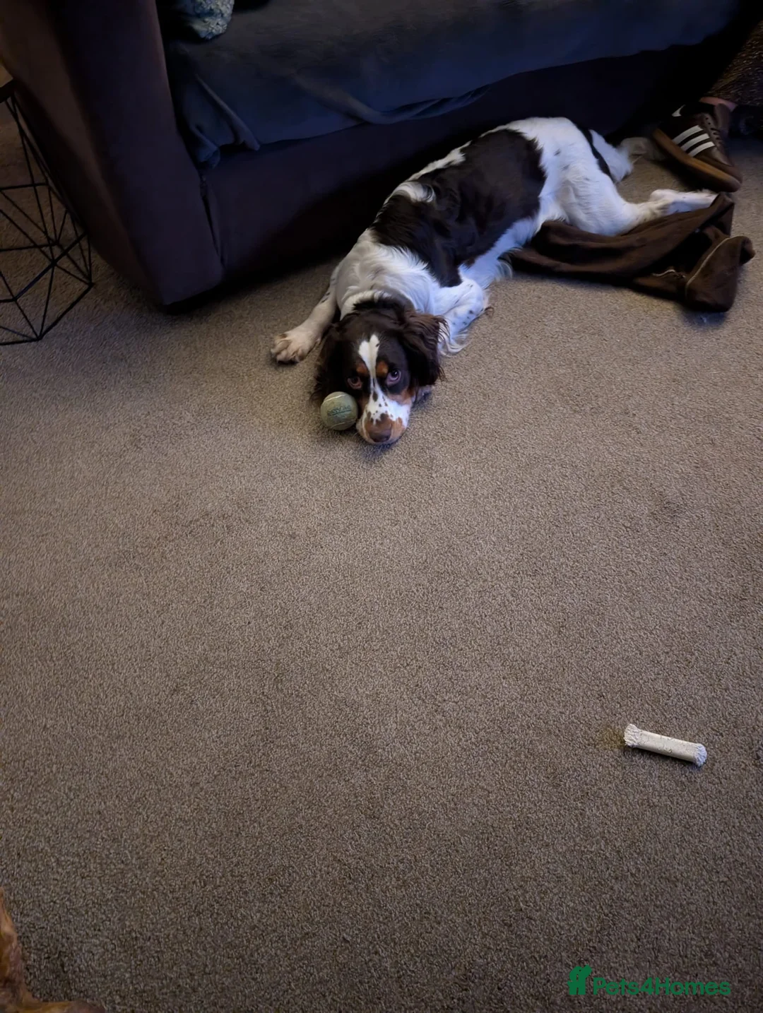 English Springer Spaniel dogs for adoption: 💙Tommy💙 2 yo Affectionate Lively Friendly boy in Gainsborough - Advert 11