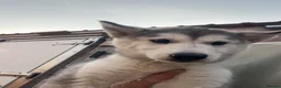 Siberian Husky dogs for sale: Siberian husky pup for sale  in Whitchurch - Advert 4