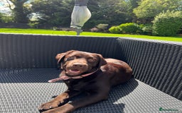 Labrador Retriever dogs for sale: Labrador retriever puppies  - Advert 2