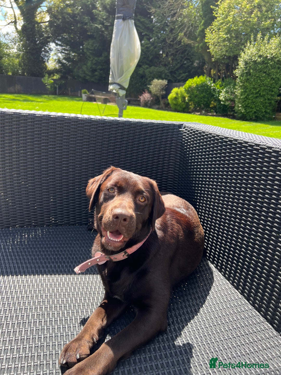 Labrador Retriever dogs for sale: Labrador retriever puppies  - Advert 2