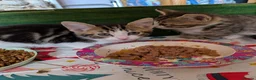Domestic Shorthair cats for sale: Last 2 Tabby Kittens  - Advert 10