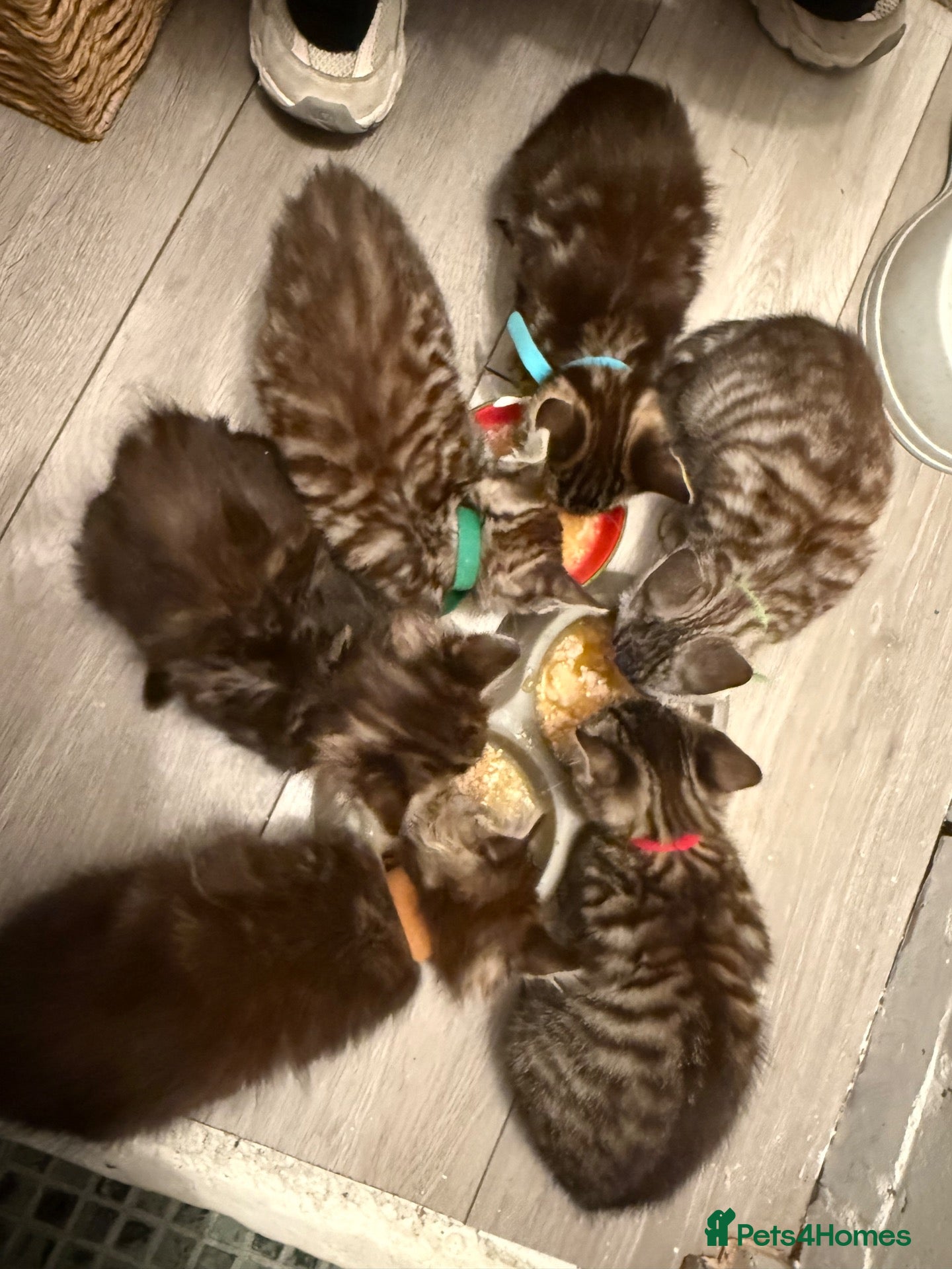 Mixed Breed cats 🐾 6 Beautiful Bengal × British Longhair Kittens🐾 - Advert 1