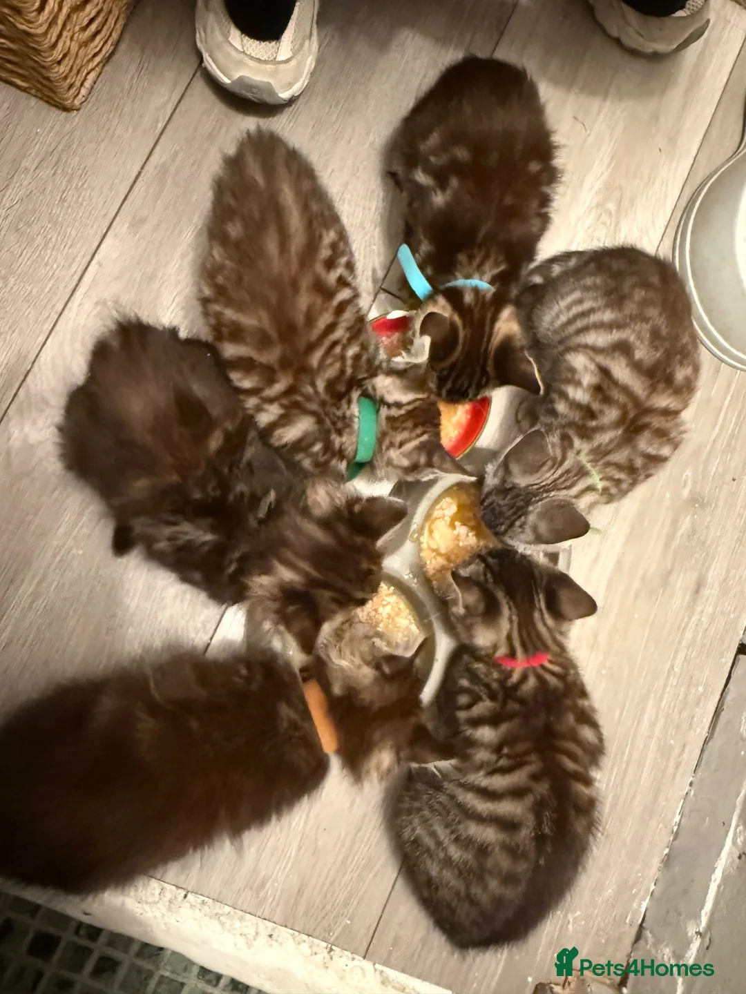 Mixed Breed cats for sale: 🐾 6 Beautiful Bengal × British Longhair Kittens🐾 - Advert 1