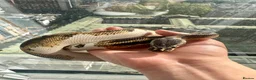 Python Snake reptiles for sale: 3 Year Old Pied Female Ball Python - Advert 1