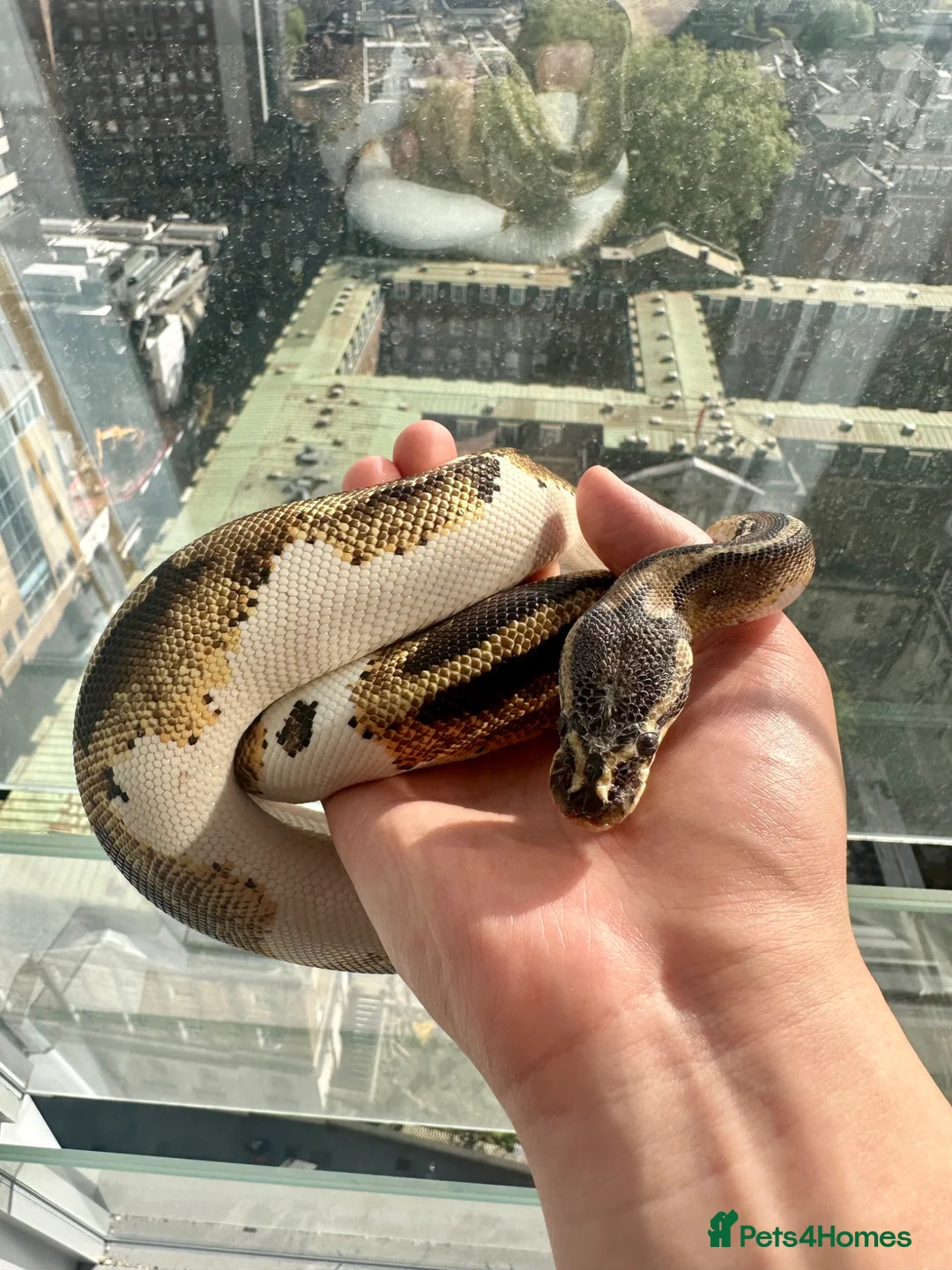 Python Snake reptiles for sale: 3 Year Old Pied Female Ball Python - Advert 1