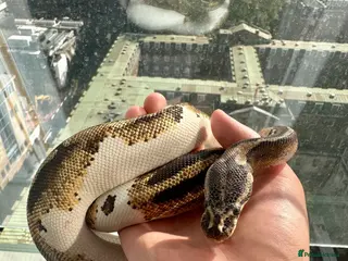 Python Snake reptiles 3 Year Old Pied Female Ball Python - Advert 1