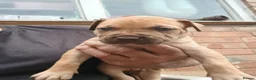 American Bull Staffy dogs for sale: American bull - Advert 9