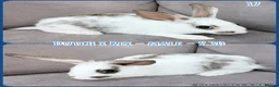 Mixed Breed rabbits for sale: Dutch x Rex Baby Rabbits - Advert 19