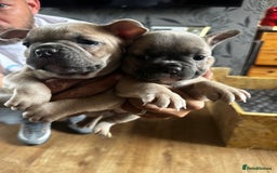 French Bulldog dogs for sale: 2 x French Bulldog Puppies (1 Boy & 1 Girl) - Image 11