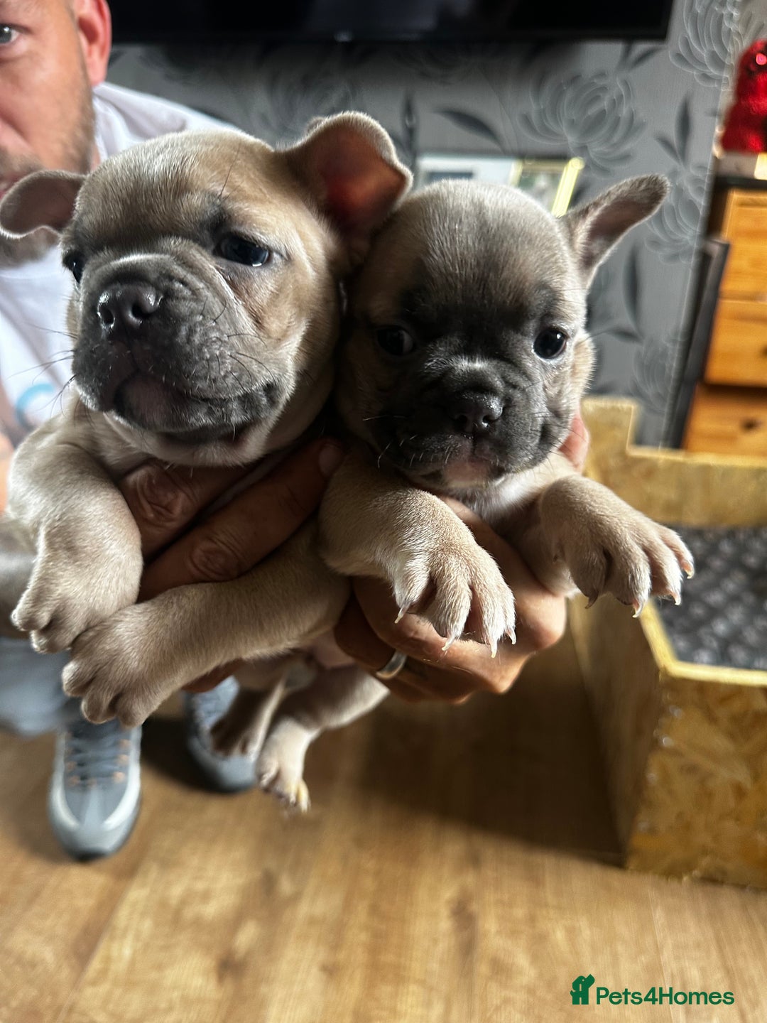 French Bulldog dogs for sale: 2 x French Bulldog Puppies (1 Boy & 1 Girl) - Image 11