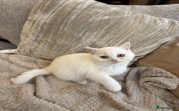 British Shorthair cats for sale: MOST BEAUTIFUL RARE COMOUR BSH KITTEN  - Image 5
