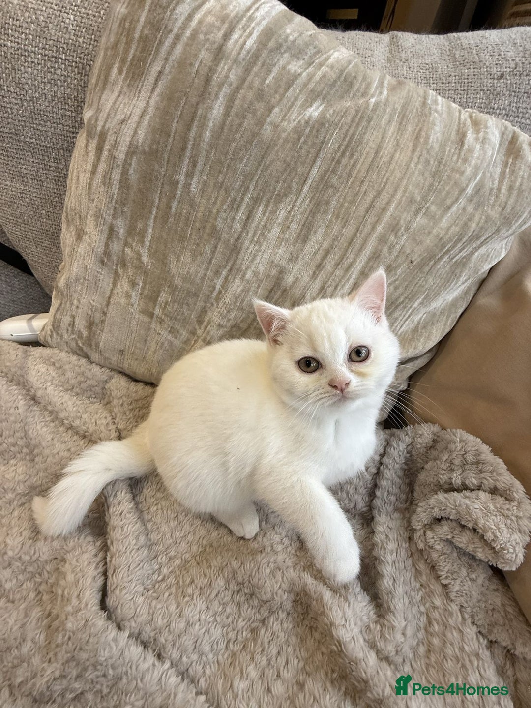 British Shorthair cats for sale: MOST BEAUTIFUL RARE COMOUR BSH KITTEN  - Image 5
