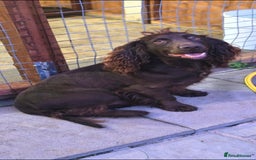 Cocker Spaniel dogs for sale: Beautiful DNA tested cocker spaniel puppies - Advert 4