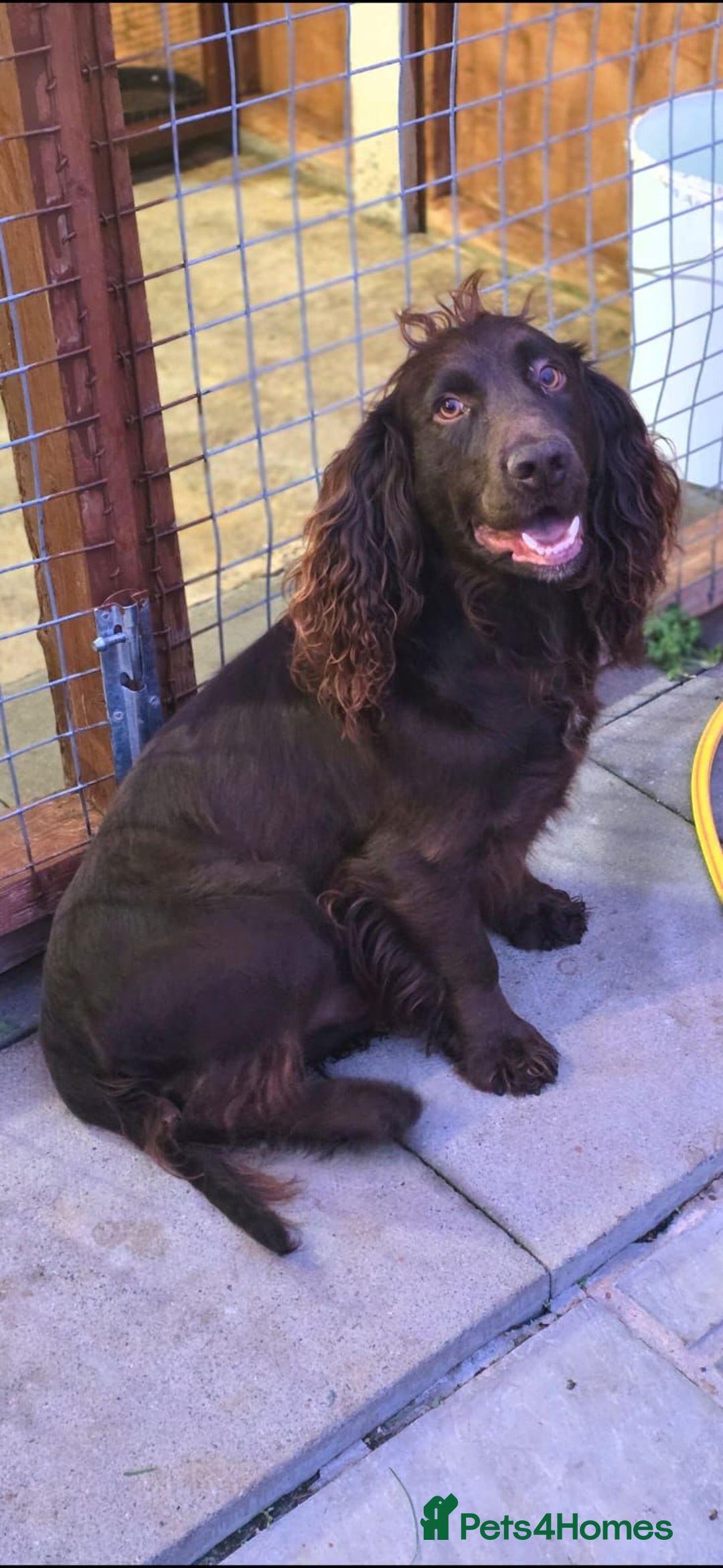 Cocker Spaniel dogs for sale: Beautiful DNA tested cocker spaniel puppies - Advert 4