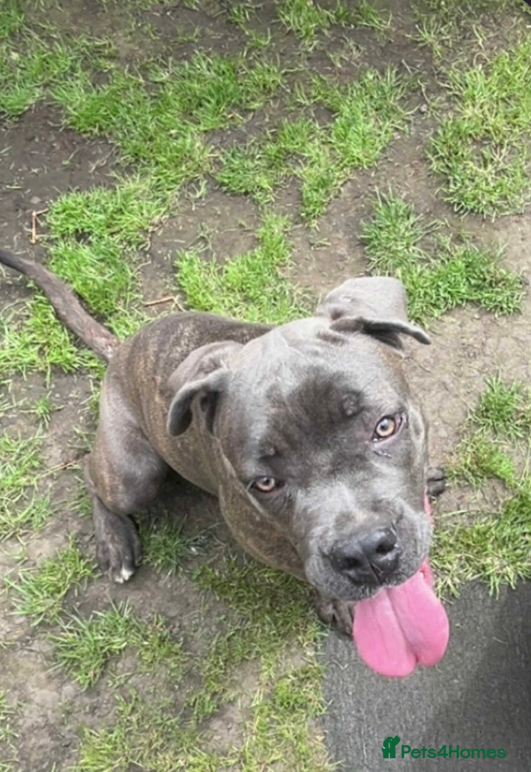 Cane Corso dogs for sale: Cane Corso girl  - Image 4