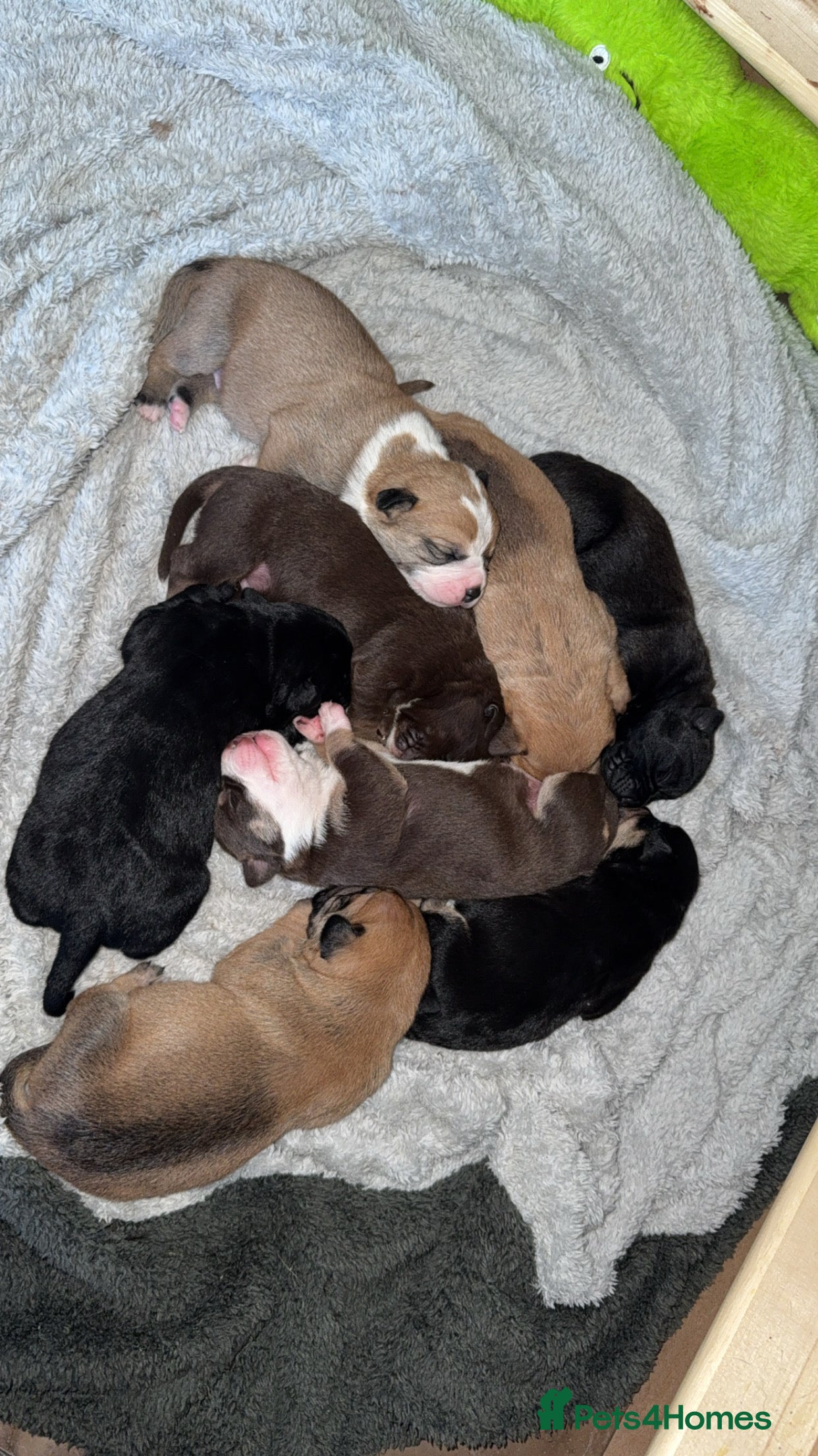 Mixed Breed dogs Mixed Breed puppies  - Advert 13