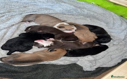 Mixed Breed dogs for sale: Mixed Breed puppies  - Advert 1