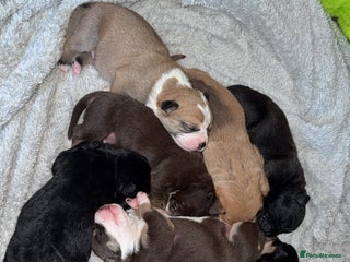 Mixed Breed dogs Mixed Breed puppies - Advert 1