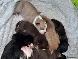 Mixed Breed dogs Mixed Breed puppies - Advert 1