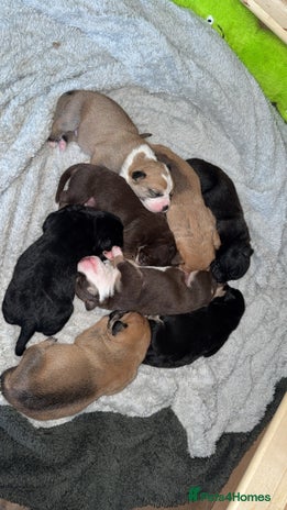 Mixed Breed dogs Mixed Breed puppies - Advert 1