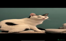 Domestic Shorthair cats for sale: Free to a loving home  - Image 4