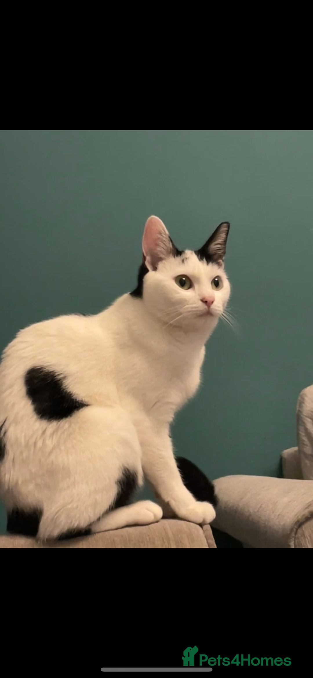 Domestic Shorthair cats for sale: Free to a loving home  - Image 4