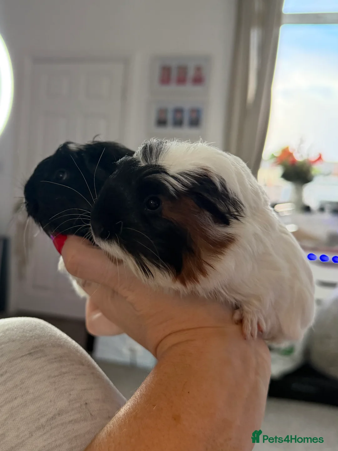 Guinea Pig rodents for sale: A pair of beautiful sows (female guinea pigs)  - Advert 2