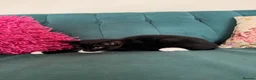 Domestic Shorthair cats for sale: Beautiful Kittens Ready for Their Forever Homes! - Advert 24