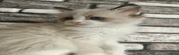 Ragdoll cats for sale: 4 pure ragdoll kitten ready to leave🐾 - Advert 32