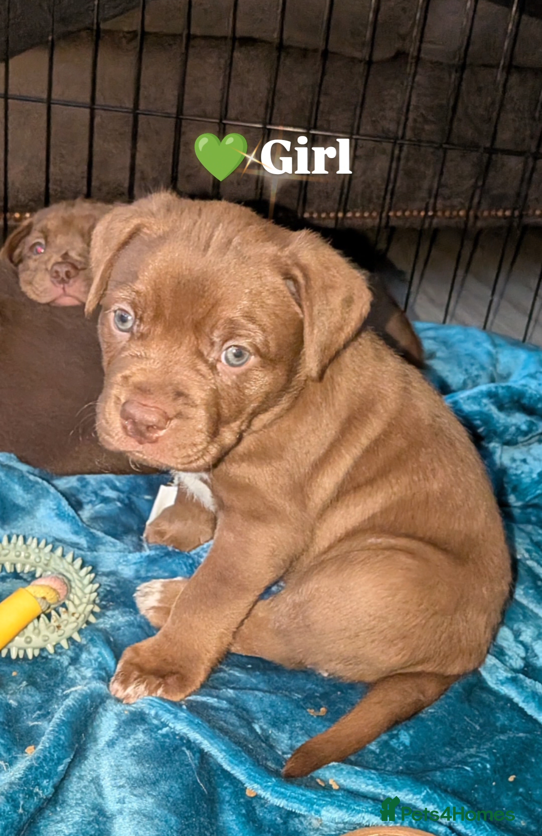 Mixed Breed dogs Labrabull Puppies 4 girls remaining 🐾 - Advert 4