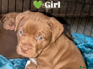 Mixed Breed dogs Labrabull Puppies 4 girls remaining 🐾 - Advert 4