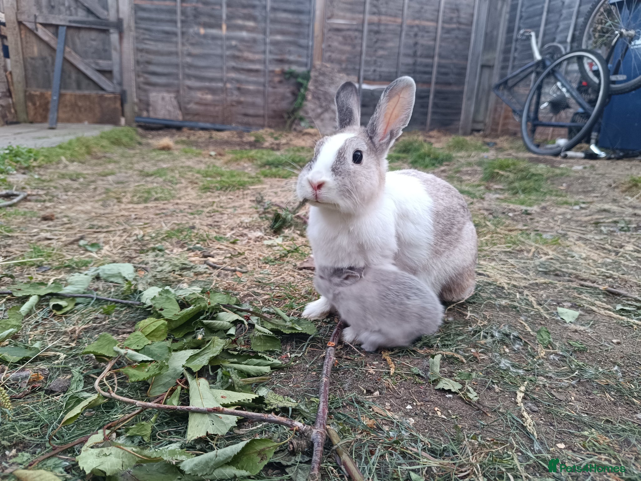 Dutch rabbits Darling Beautiful Girl - Advert 1