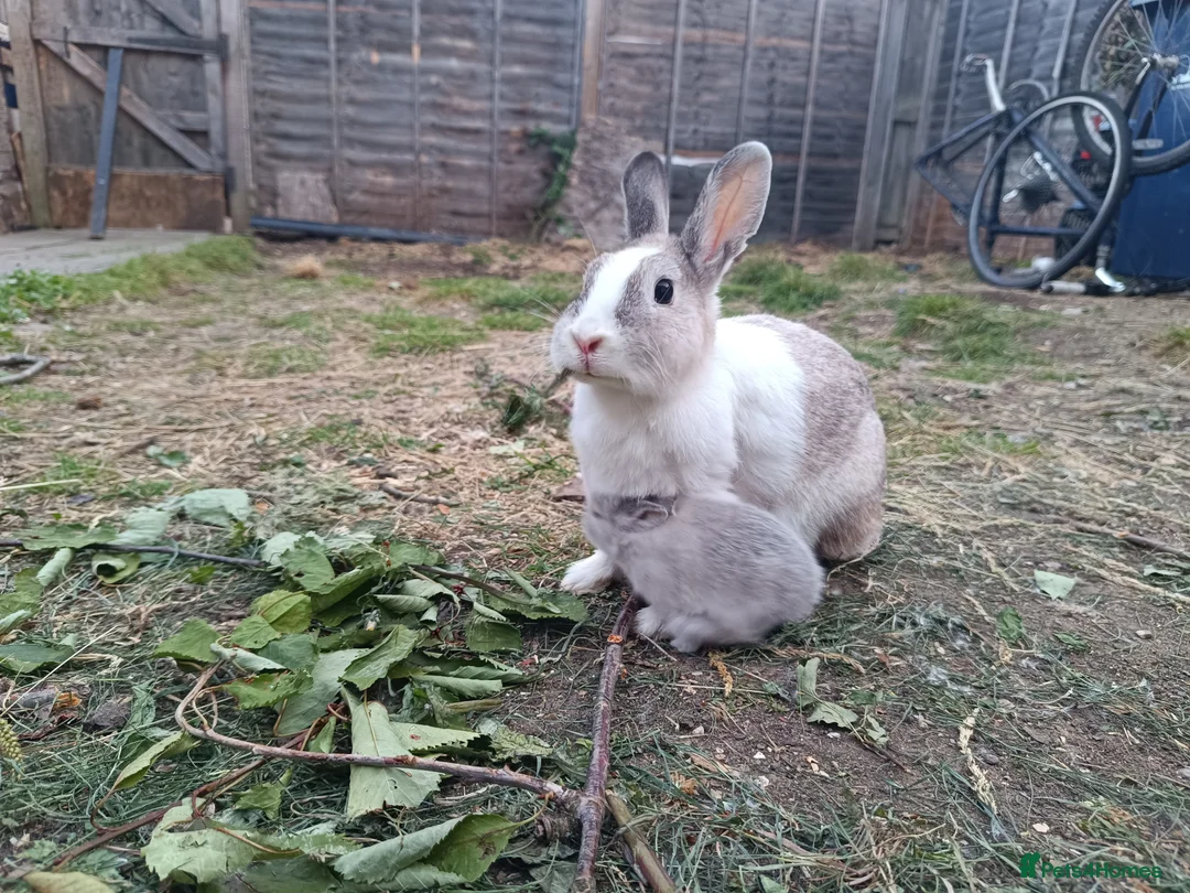 Dutch rabbits for sale: Darling Beautiful Girl - Advert 1