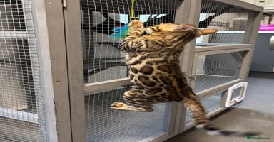 Bengal cats - Advert 7