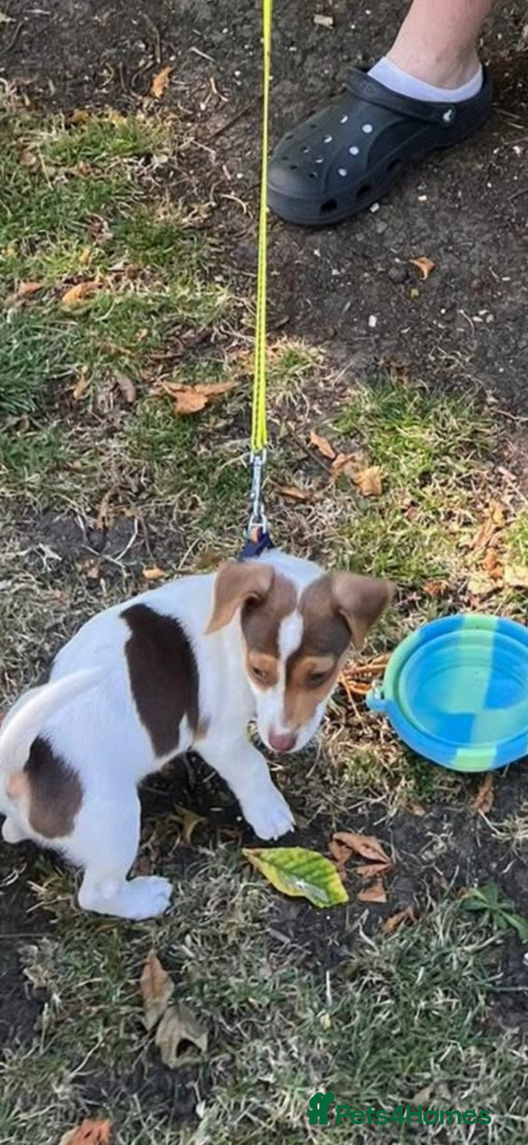 Jack Russell dogs for sale: Sad sale - Advert 2